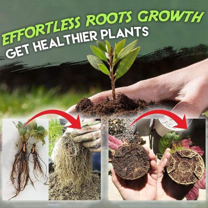 (Hot Sale- 48% OFF) 🔥Quick Rooting Powder